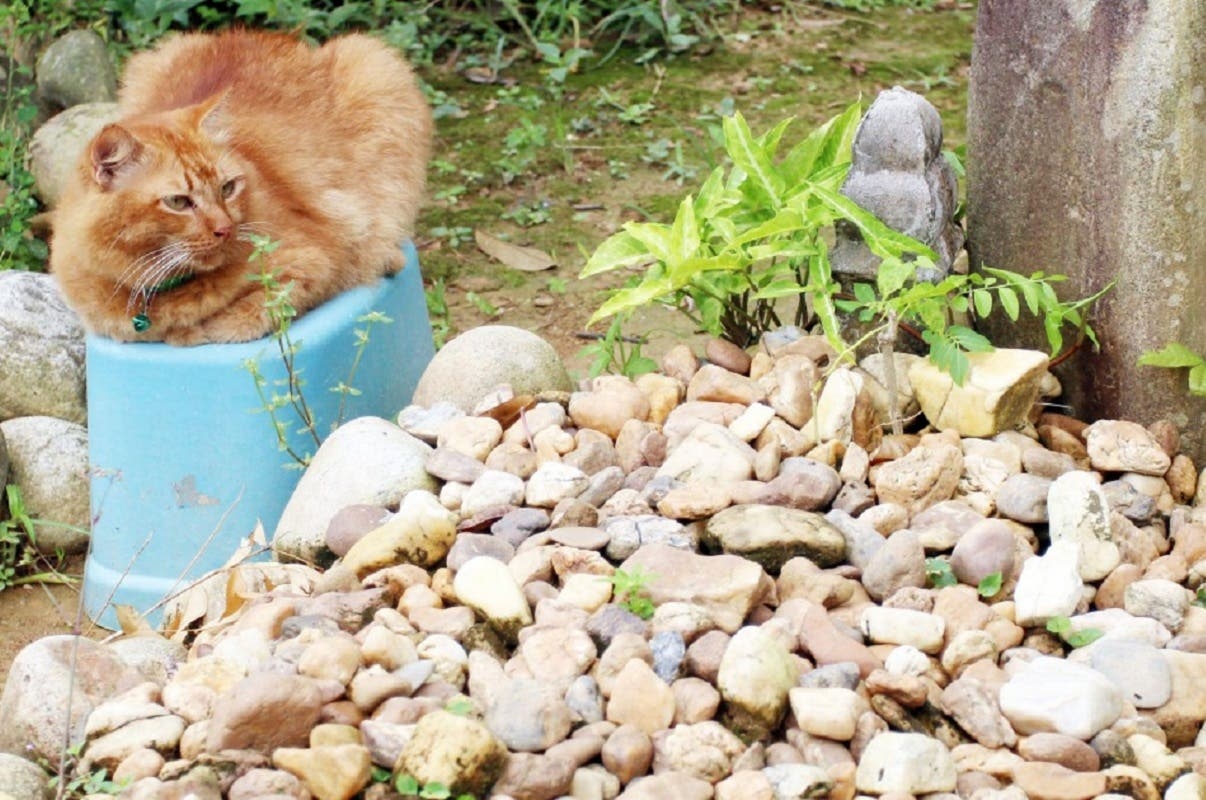 Uma gata visita o tmulo do seu dono que morreu h dois anos todos os dias - GreenMe Brasil